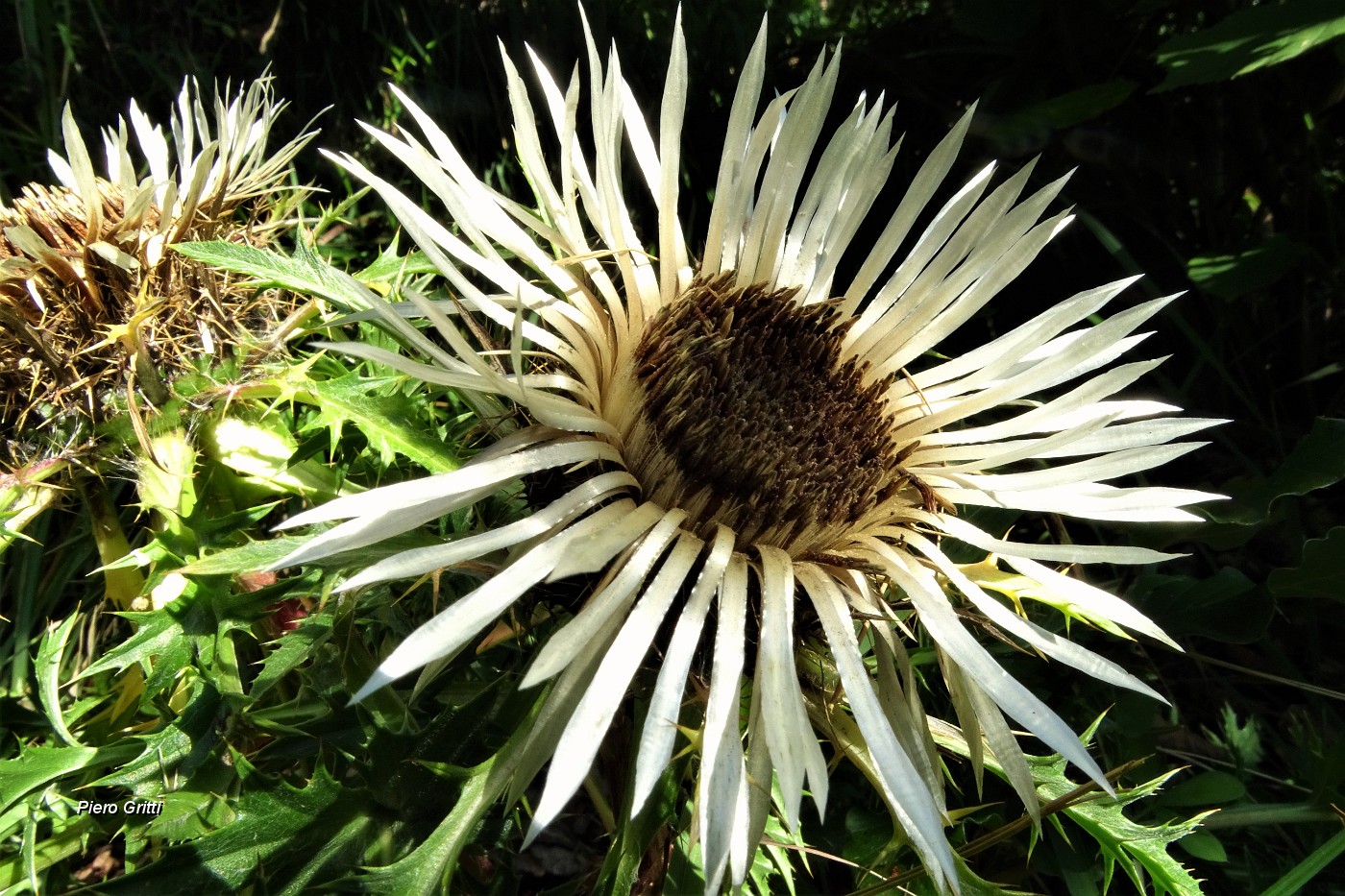 16 Carlina aperta al sole.JPG -                                